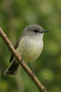 20250601_2049_Grey Warbler Perched_simple_compose_01jwnawn2gfd78dqh3qdk4bb08