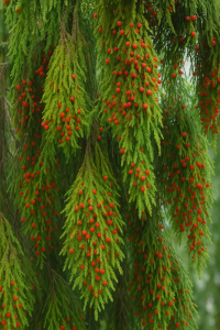 20250604_1437_Evergreen Branches with Berries_remix_01jwwcpcbsekrva144b4st4dnz