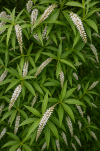 20250604_1445_White Flowering Shrubs_remix_01jwwd5hfzfset9dzjkzq7ezzx