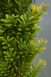 20250604_1502_Vibrant Green Foliage_remix_01jwwe5fs0fvfstr16rwfbesdg