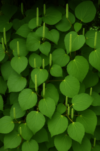 20250604_1505_Lush Green Foliage_remix_01jwwea9bte03t20e1y7tc5t34