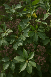 20250604_1508_Lush Green Foliage_remix_01jwwefxpwfzkvj1ce4msztctp