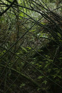 20250604_1515_Dense Jungle Thicket_remix_01jwwew0y4ekgv0dvfbqy2sn1x