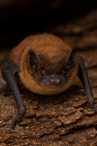 20250604_1520_Cute Bat Close-Up_remix_01jwwf5x80fyqss8xpa6ebtf2r