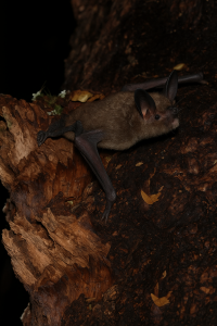 20250604_1522_Bat on Tree_remix_01jwwf9yfnfbxr46n0052efct8