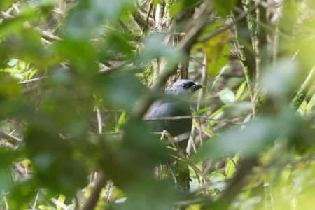kokako juv